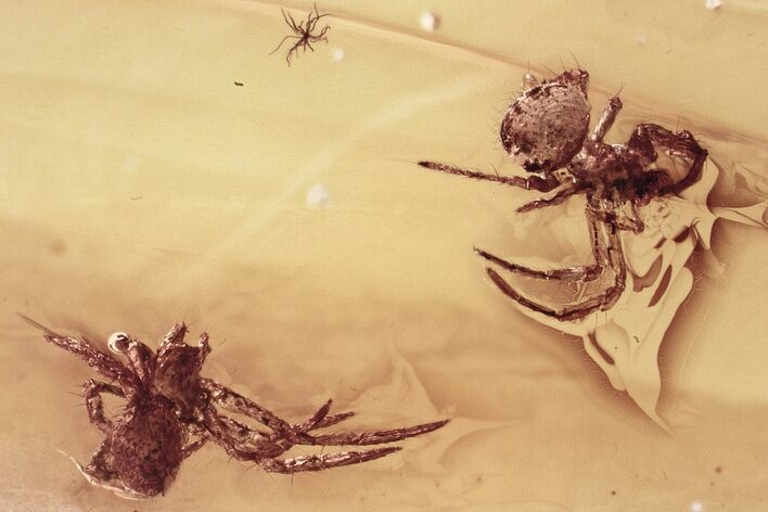 Two Tiny Fossil Spiders (Araneae) in Baltic Amber #352837